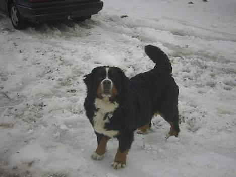 Berner sennenhund lady billede 11