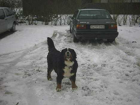 Berner sennenhund lady billede 12