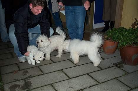 Bichon à poil frisé Baloo - En sidste afsked med mor og far inden rejsen mod det nye hjem billede 12