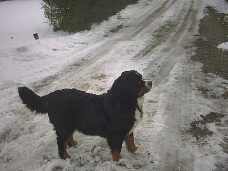 Berner sennenhund lady billede 13