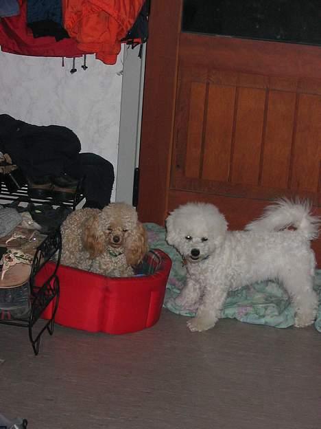 Bichon à poil frisé Baloo - Her sammen med kusine Molly billede 13