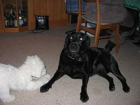 Bichon à poil frisé Baloo - Og her med fine billede 14