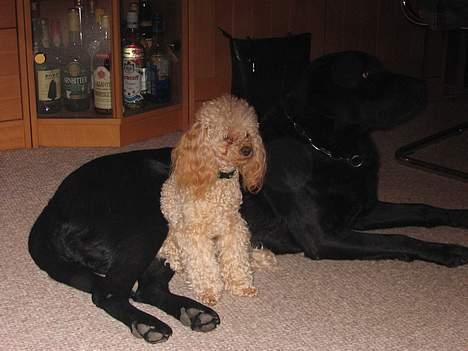 Bichon à poil frisé Baloo - Og her de to kusiner som ser fjernsyn billede 15