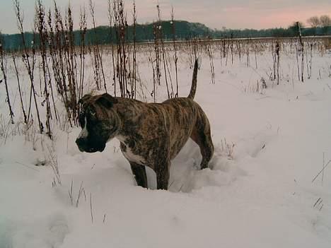 Amerikansk staffordshire terrier #SUMO# billede 10