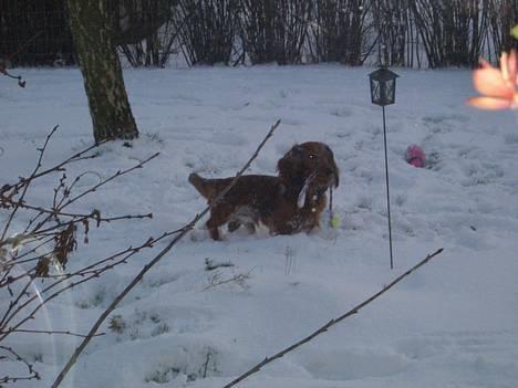 Gravhund Bobby O - skal vi lege nu!!!! billede 6