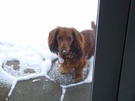 Gravhund Bobby O - luk mig ind det sner billede 7