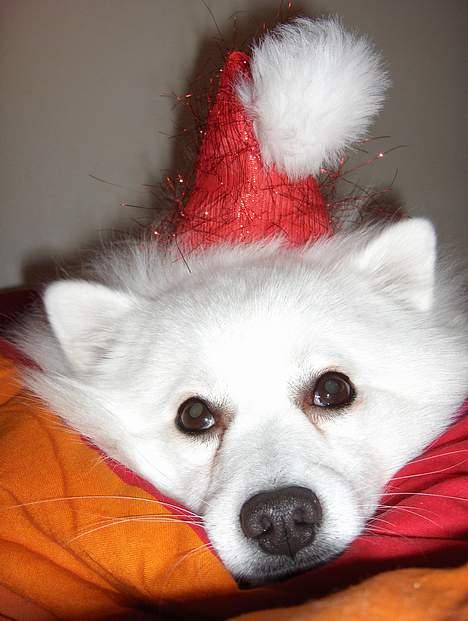 Japansk spids Benji - vi nærmer os jul... billede 7