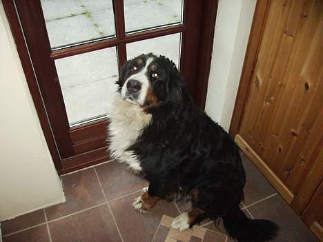 Berner sennenhund Adi billede 3