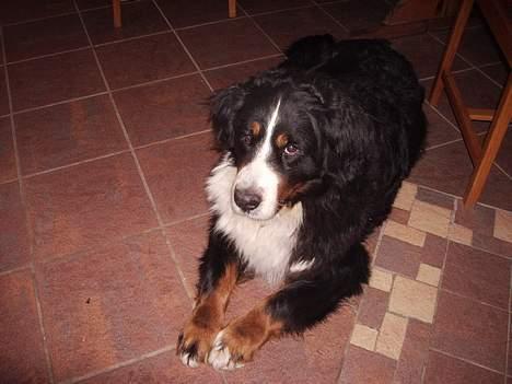 Berner sennenhund Adi billede 4