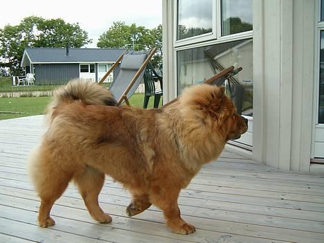 Chow chow Lazie (død 15/2-07) billede 8