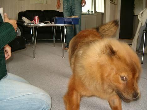 Chow chow Lazie (død 15/2-07) - Leger med tante Sara billede 9