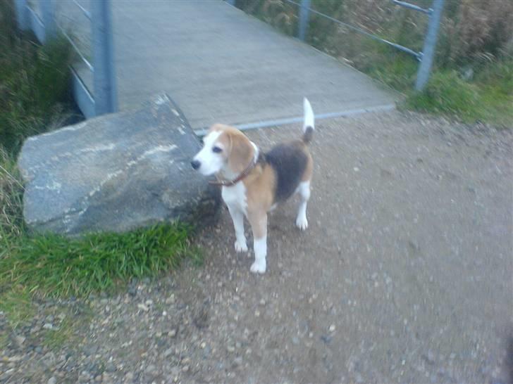 Beagle Sille - Sille på tur. billede 1