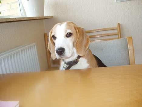 Beagle Sille - Sille sidder ved spisebordet... som hun normalt ikke må...!! billede 2