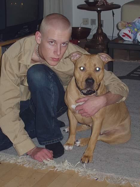 Amerikansk staffordshire terrier Koda - Mig og Koda.. Nytårs aften før jeg skulle ud og party :D men koda er jo en familie hund så resten af familien sørgede for at hun ikke følte sig alene i fyrværkeriet billede 14
