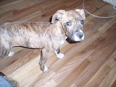 Blanding af racer tiger (på engelsk) billede 1