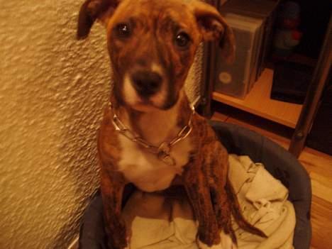 Blanding af racer tiger (på engelsk) billede 2