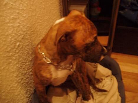 Blanding af racer tiger (på engelsk) billede 3