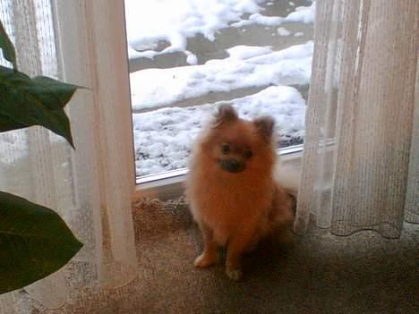Pomeranian FIGGI - jeg vil altså meget gerne ud..... billede 4