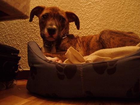 Blanding af racer tiger (på engelsk) billede 4