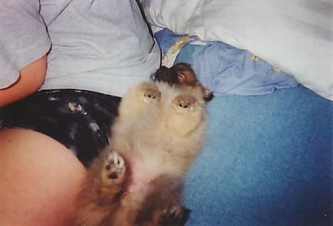 Pomeranian FIGGI - er meget meget træt...  billede 5