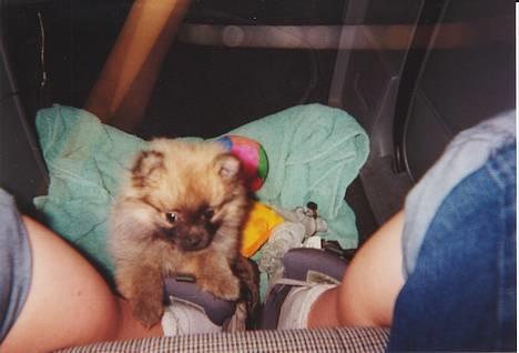 Pomeranian FIGGI - jeg vil op....  billede 6