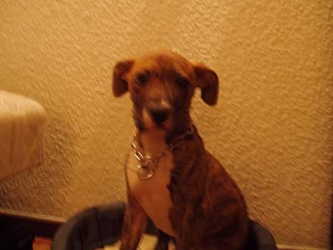 Blanding af racer tiger (på engelsk) billede 5