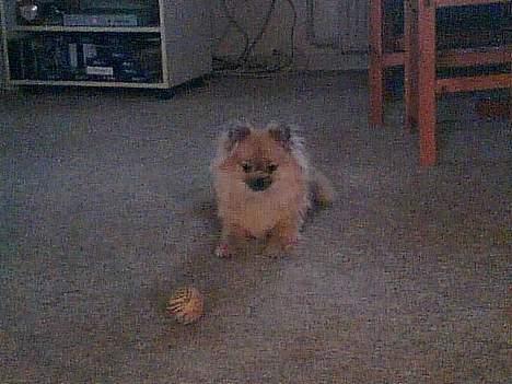 Pomeranian FIGGI - skal vi lege... billede 7