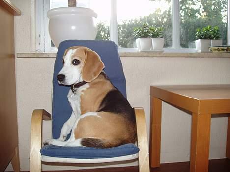 Beagle Sille - Sille sidder i favoritstolen billede 3
