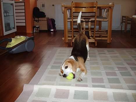 Beagle Sille - Sille elsker at lege, hvis der er nogen der gider... billede 4