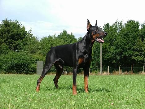 Dobermann Blade van't Liethohof*RIP billede 1
