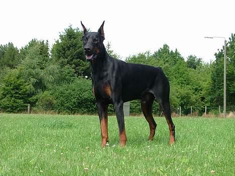 Dobermann Blade van't Liethohof*RIP billede 2