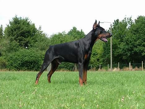 Dobermann Blade van't Liethohof*RIP billede 3