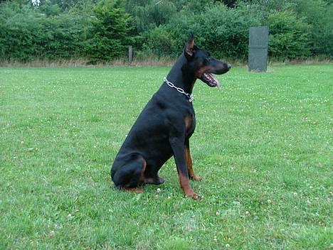 Dobermann Blade van't Liethohof*RIP billede 4