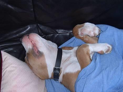 Amerikansk staffordshire terrier Cosmo (Du er savnet) - Jeg får lige en morfar her under dynen. (5. Månder) billede 6