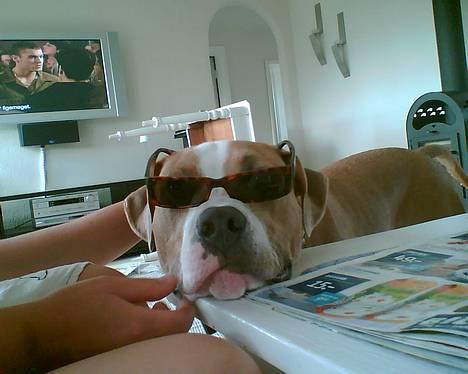 Amerikansk staffordshire terrier Cosmo (Du er savnet) - "De seje skinner solen altid på" :o) billede 7