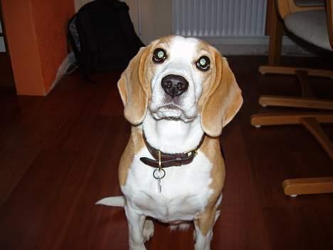Beagle Sille - "Kom nu og leg med mig-udtrykket" billede 5
