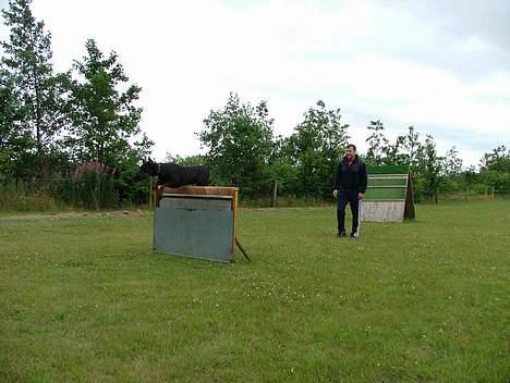 Dobermann Blade van't Liethohof*RIP billede 5