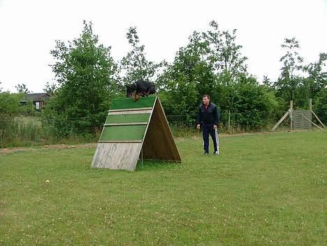 Dobermann Blade van't Liethohof*RIP billede 6