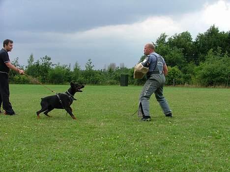 Dobermann Blade van't Liethohof*RIP billede 7