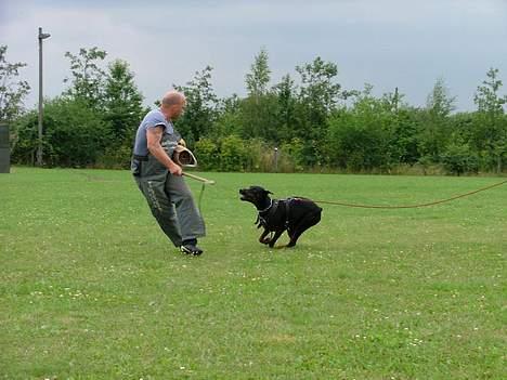 Dobermann Blade van't Liethohof*RIP billede 8