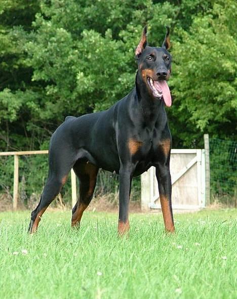 Dobermann Bianka Devil Garden*R.I.P billede 1