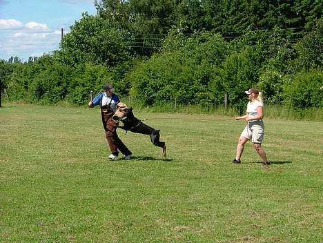 Dobermann Bianka Devil Garden*R.I.P billede 2