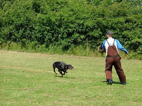 Dobermann Bianka Devil Garden*R.I.P billede 3