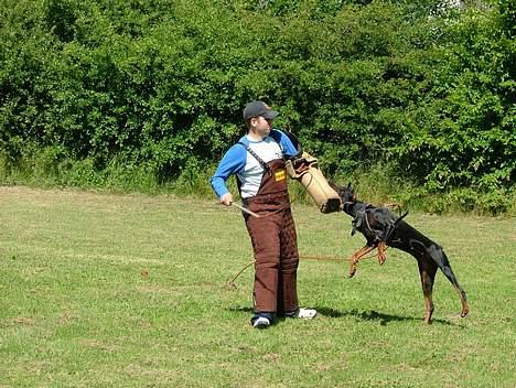 Dobermann Bianka Devil Garden*R.I.P billede 4