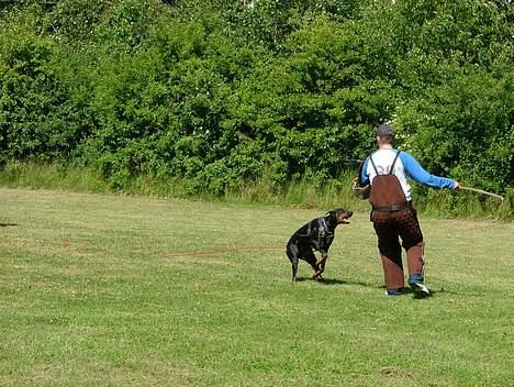 Dobermann Bianka Devil Garden*R.I.P billede 5