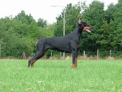 Dobermann Bianka Devil Garden*R.I.P billede 6