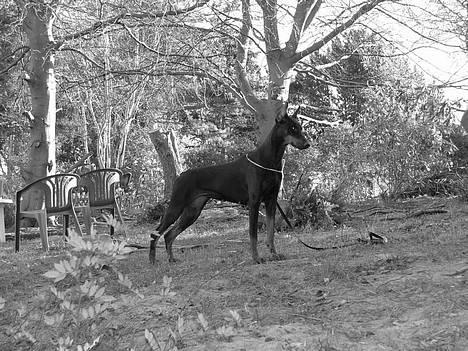 Dobermann Bianka Devil Garden*R.I.P billede 7