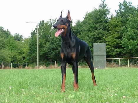 Dobermann Bianka Devil Garden*R.I.P billede 8