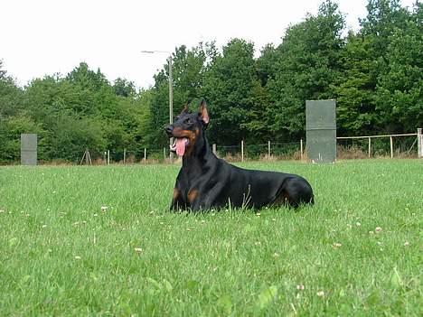 Dobermann Bianka Devil Garden*R.I.P billede 9