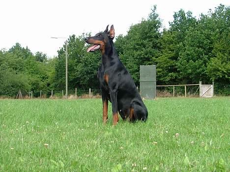 Dobermann Bianka Devil Garden*R.I.P billede 10